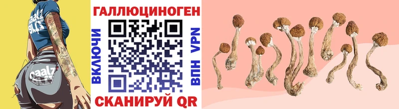 магазин  наркотиков  Покров  Галлюциногенные грибы Psilocybe 